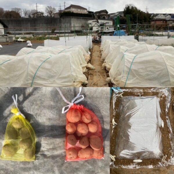 【有機家庭菜園】夏野菜づくりスタート(2022/2/6)