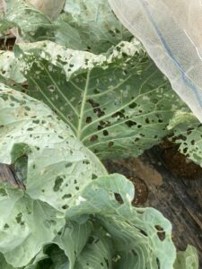 虫に囲まれたキャベツと青虫の被害
